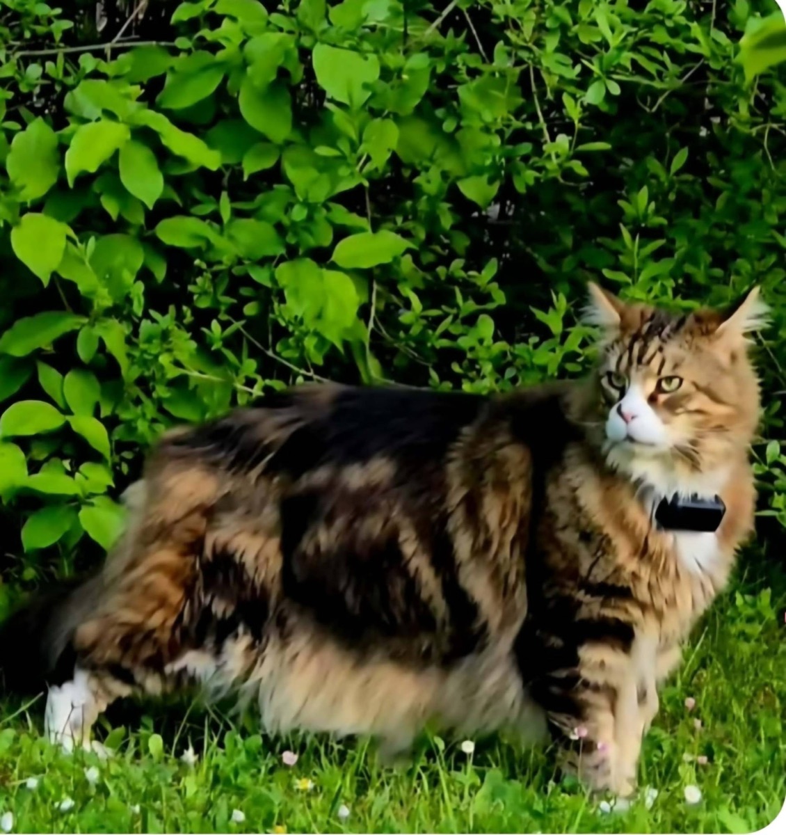 Hannibal – Hannibal von Hembachtal, genannt Hanni · Maine Coon
