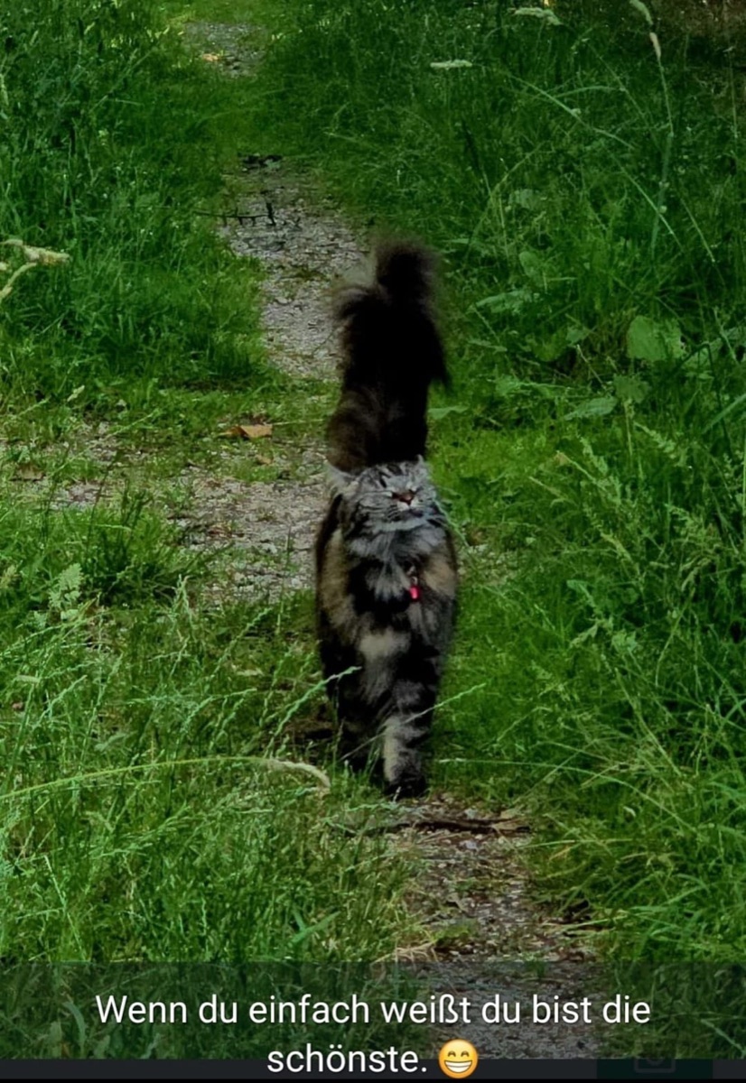 Lilly – Lilly aus Hof, genannt Lilly · Maine Coon