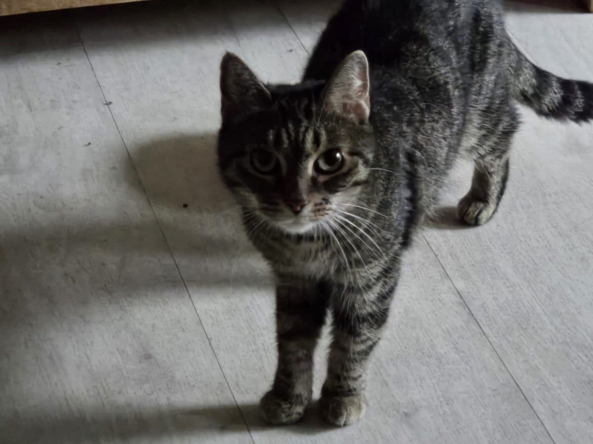Mia – Kam eines Nachts über die Katzenleiter – und blieb